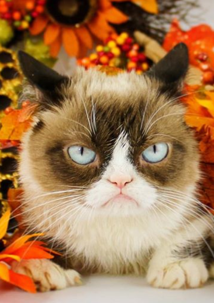 Remembering the Life of Icon, Grumpy Cat. We miss you furready.