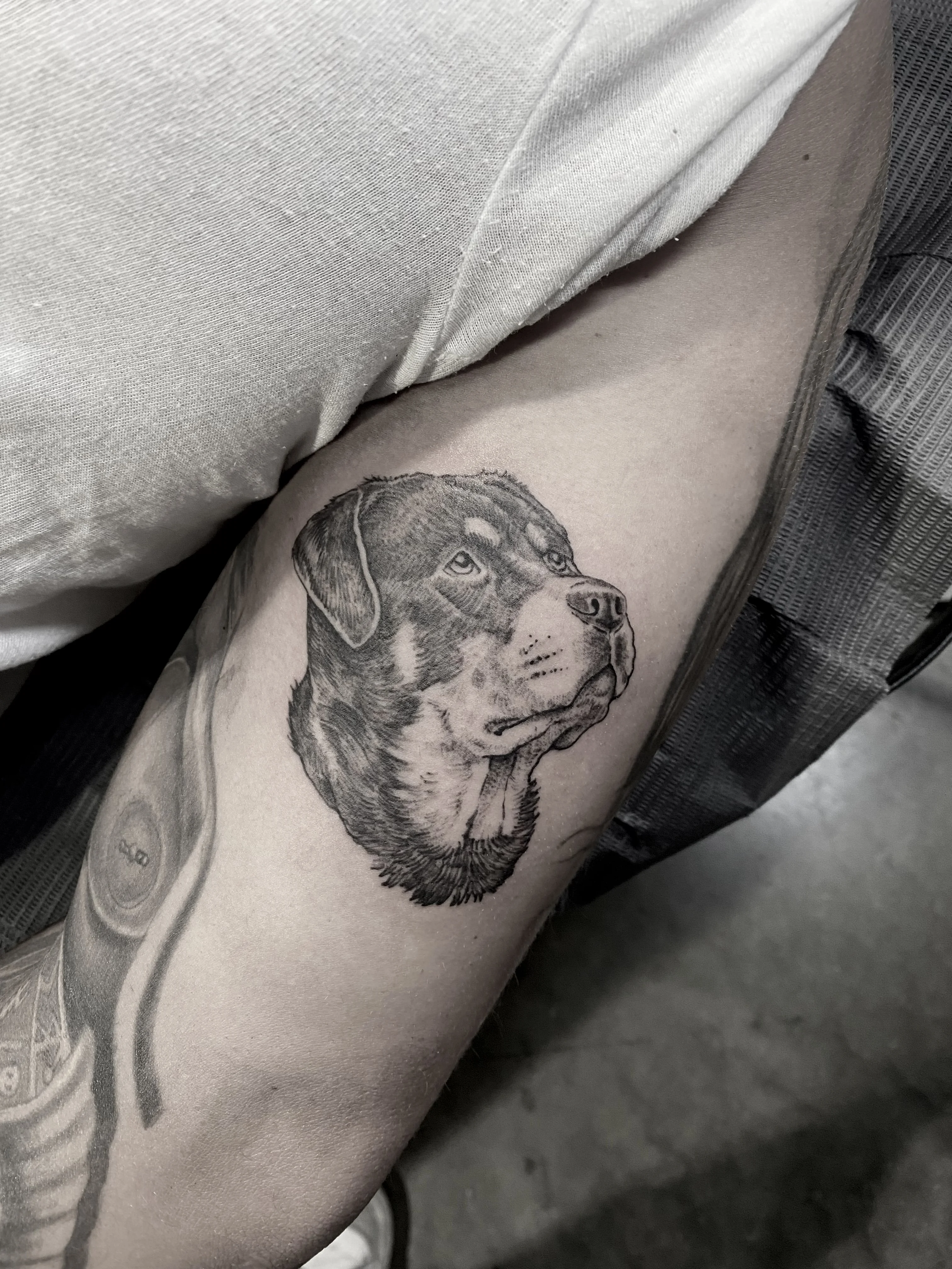 Black & Gray Realism tattoo by Wolfhound Tattoo: dog, rottweiler, animal, nature