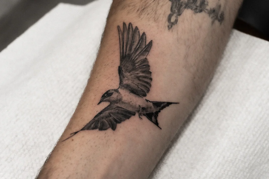Black & Gray Realism tattoo by Shifu Blue: bird, swallow, nature, animal