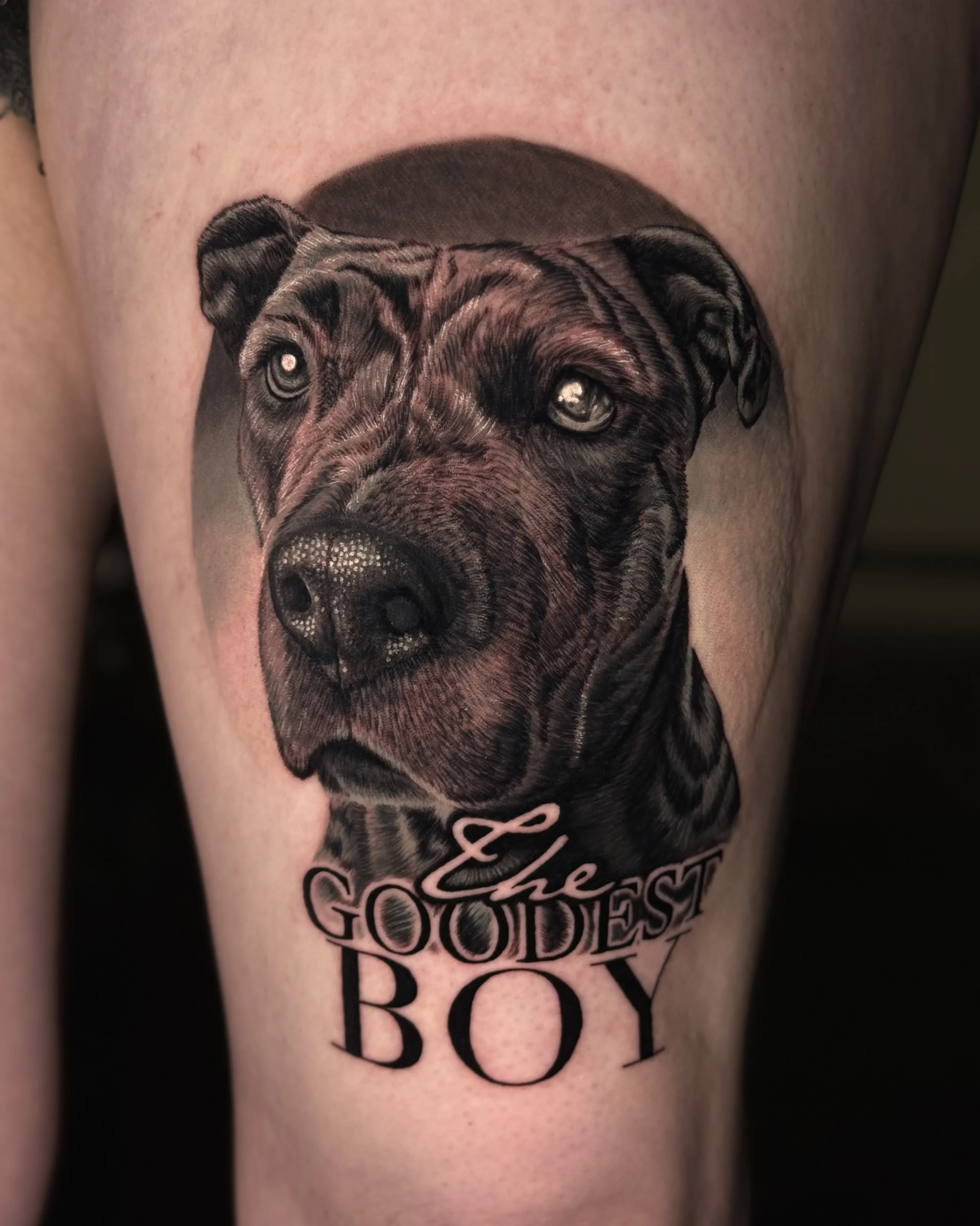 Black & Gray Realism tattoo by Umid Panahov: dog, portrait, canine, pit bull
