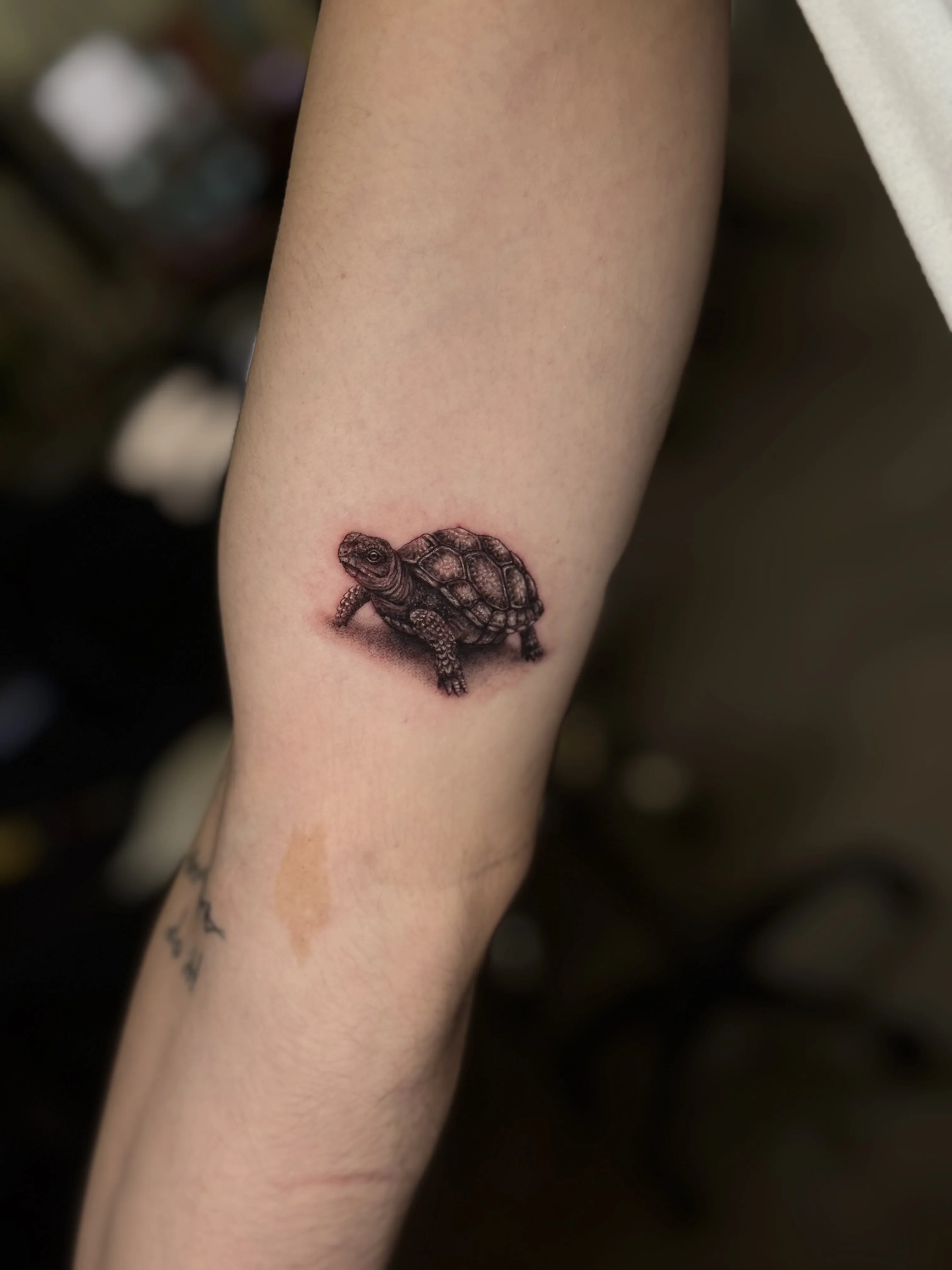 Black & Gray Realism tattoo by Umid Panahov: turtle, animal, nature, realistic