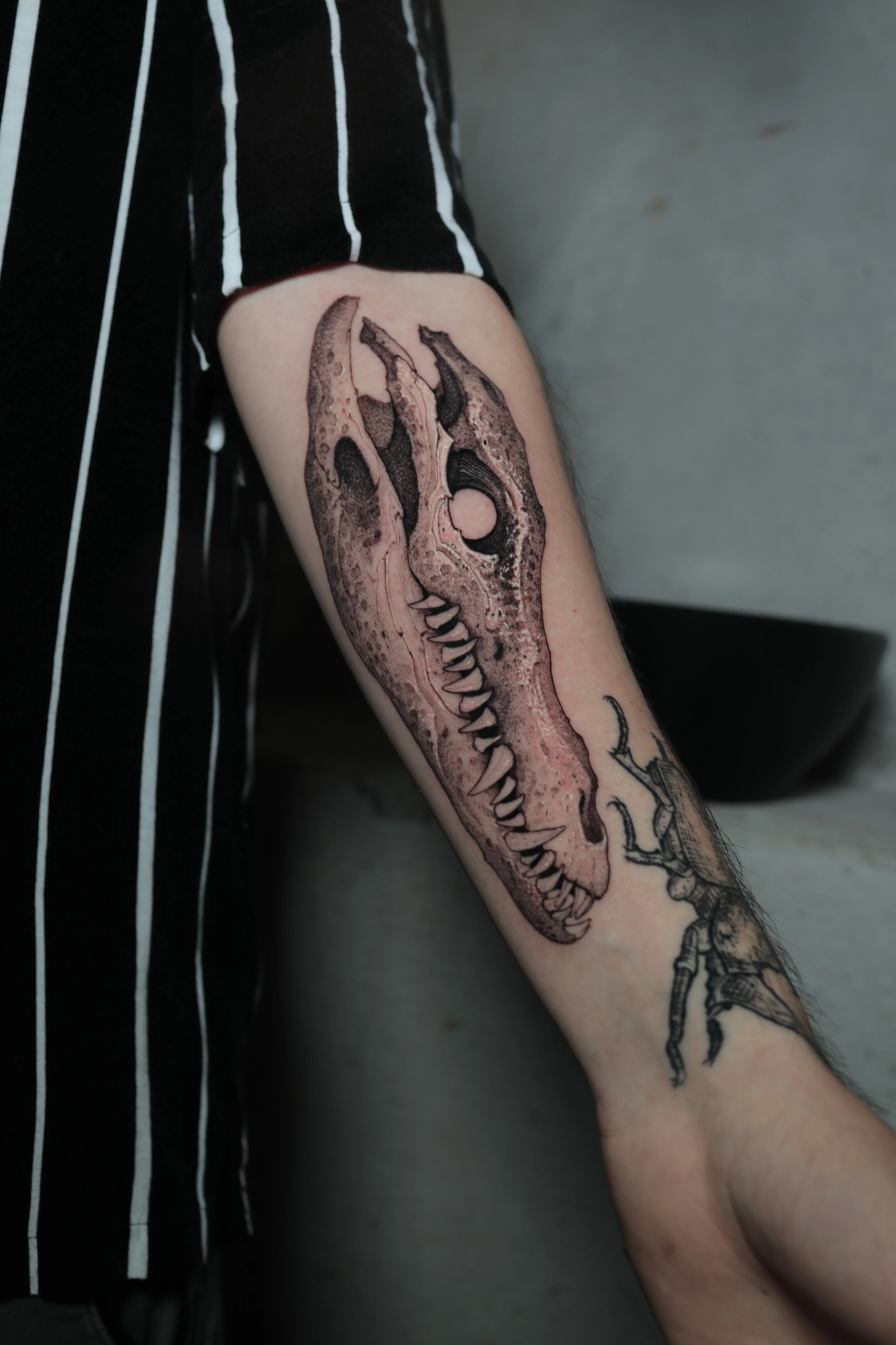 Alligator Skull Black & Grey Forearm: alligator skull, animal bones, animal, nature, dark, gothic