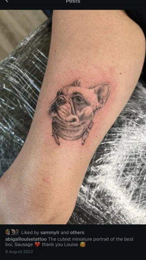 Miniature French Bulldog Forearm
